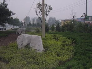 2009年濰坊市政園林市政園林設計麗景市政園林